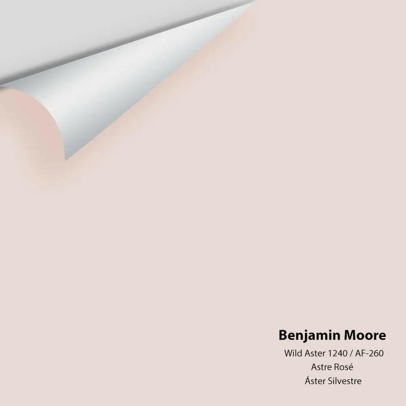 Benjamin Moore - Wild Aster 1240 Colour Sample